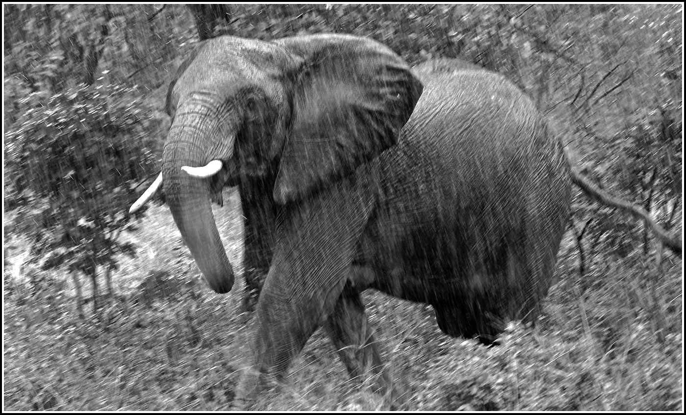 Wet elephant-4